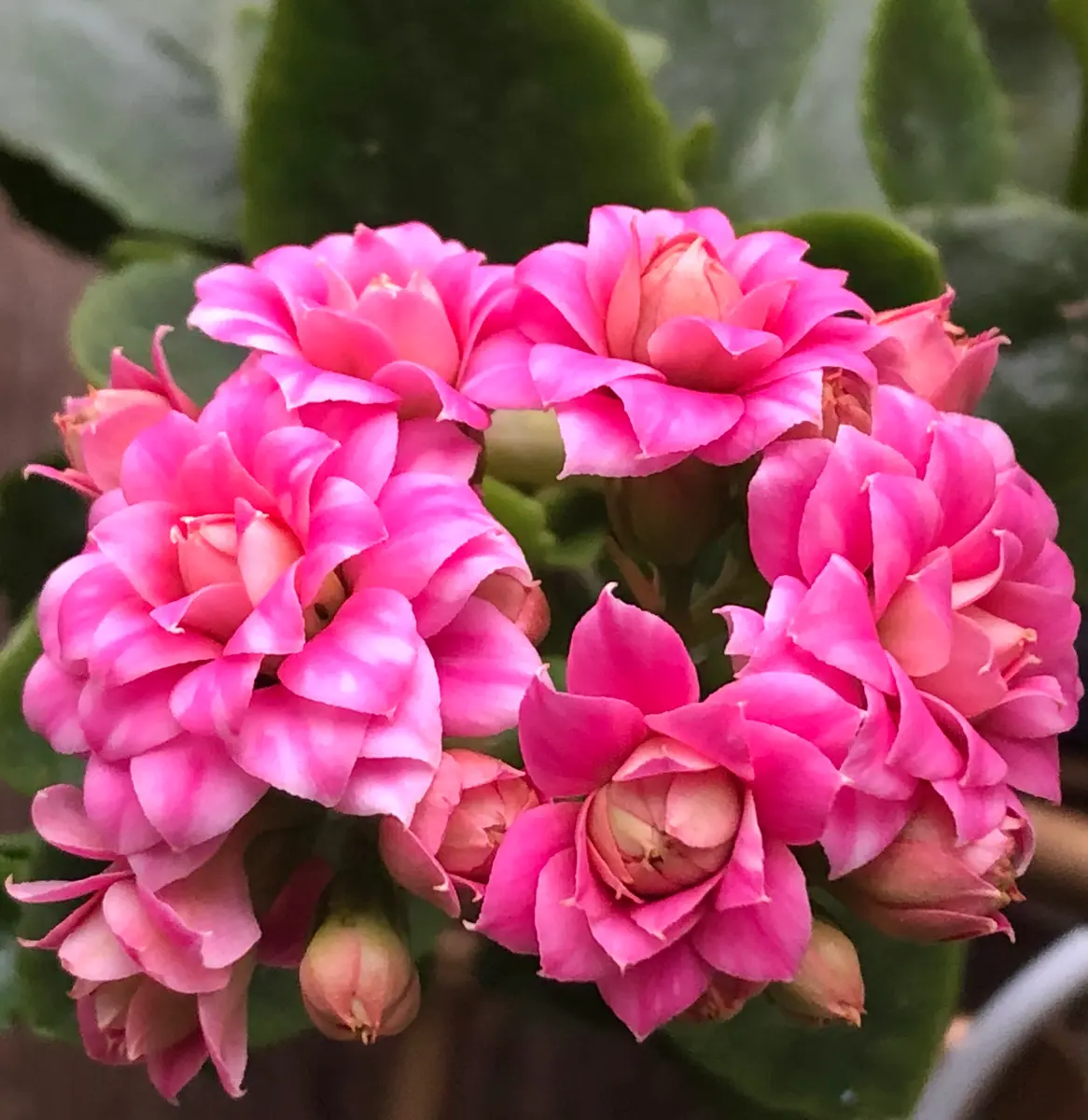 カランコエピンク八重「多肉植物」のアルバム-みんなの趣味の園芸1025422