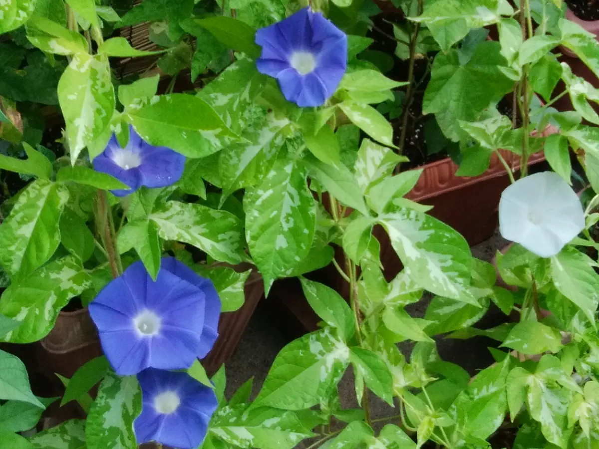 アサガオ③(松月)」📷20180803 鉢植え「朝顔（2018年）」のアルバム