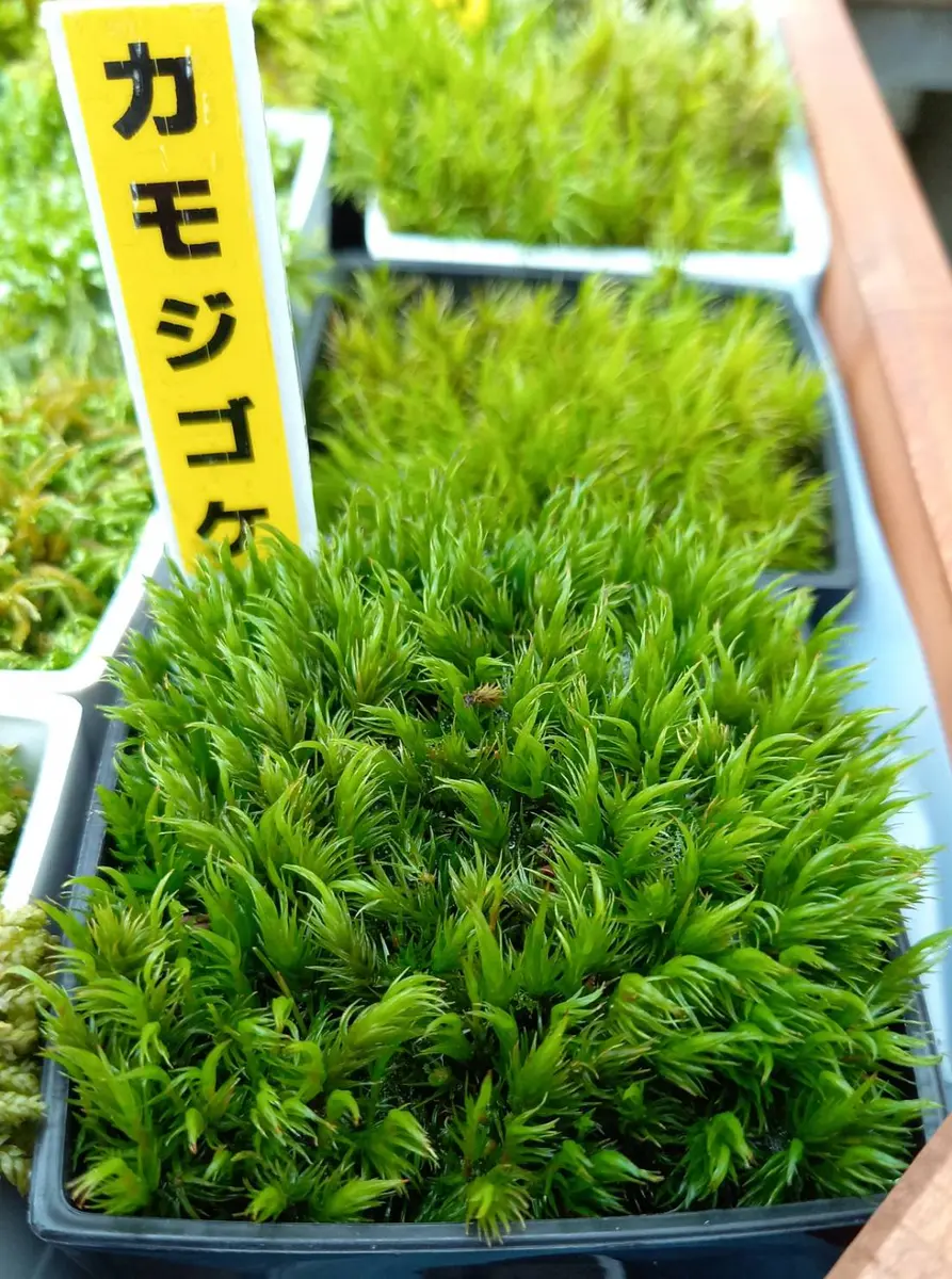 teru3　コケ各種7パレット他ヒノキゴケ、オオカサゴケ計4パック teru3様専用 コケ各種4.5パレット他5パック