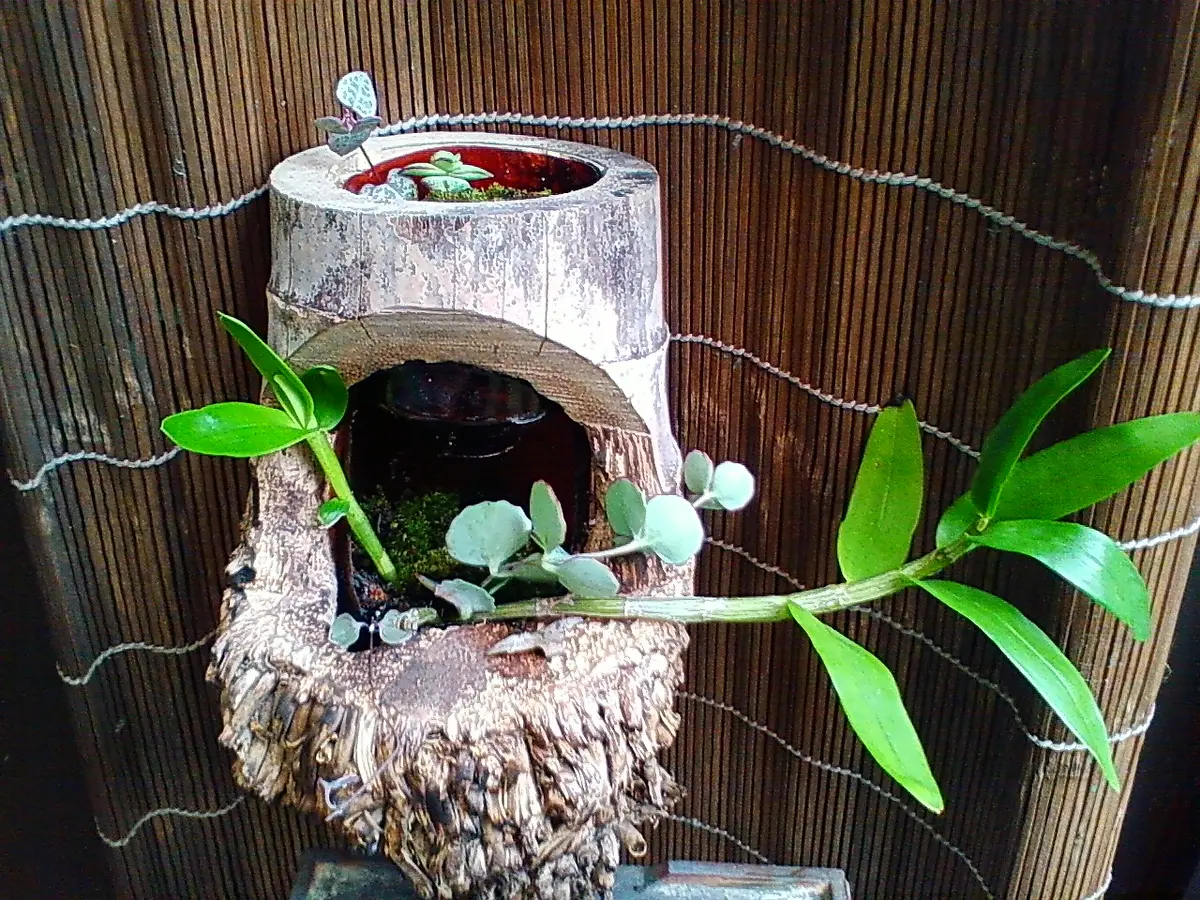 作成中だった竹の器に多肉植物と蘭を仮「竹の植木鉢に植えた！」の