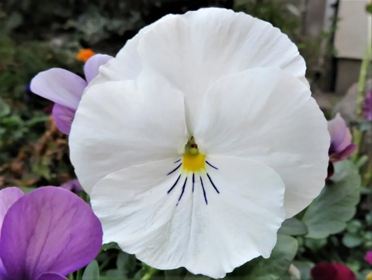 白うさぎのようなパンジーの花「?No2我家の花＆他植物色々?」の 