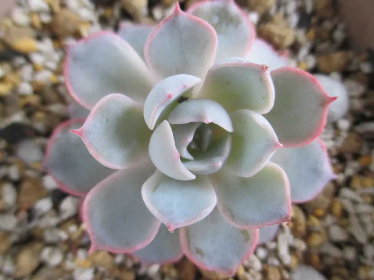 多肉植物 サブセシリスの紅葉「多肉植物 サボテン類 2018」の