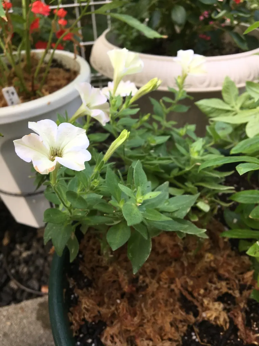 乾燥対策の為、水苔で株元を覆ったペチ「2018年花記録」のアルバム
