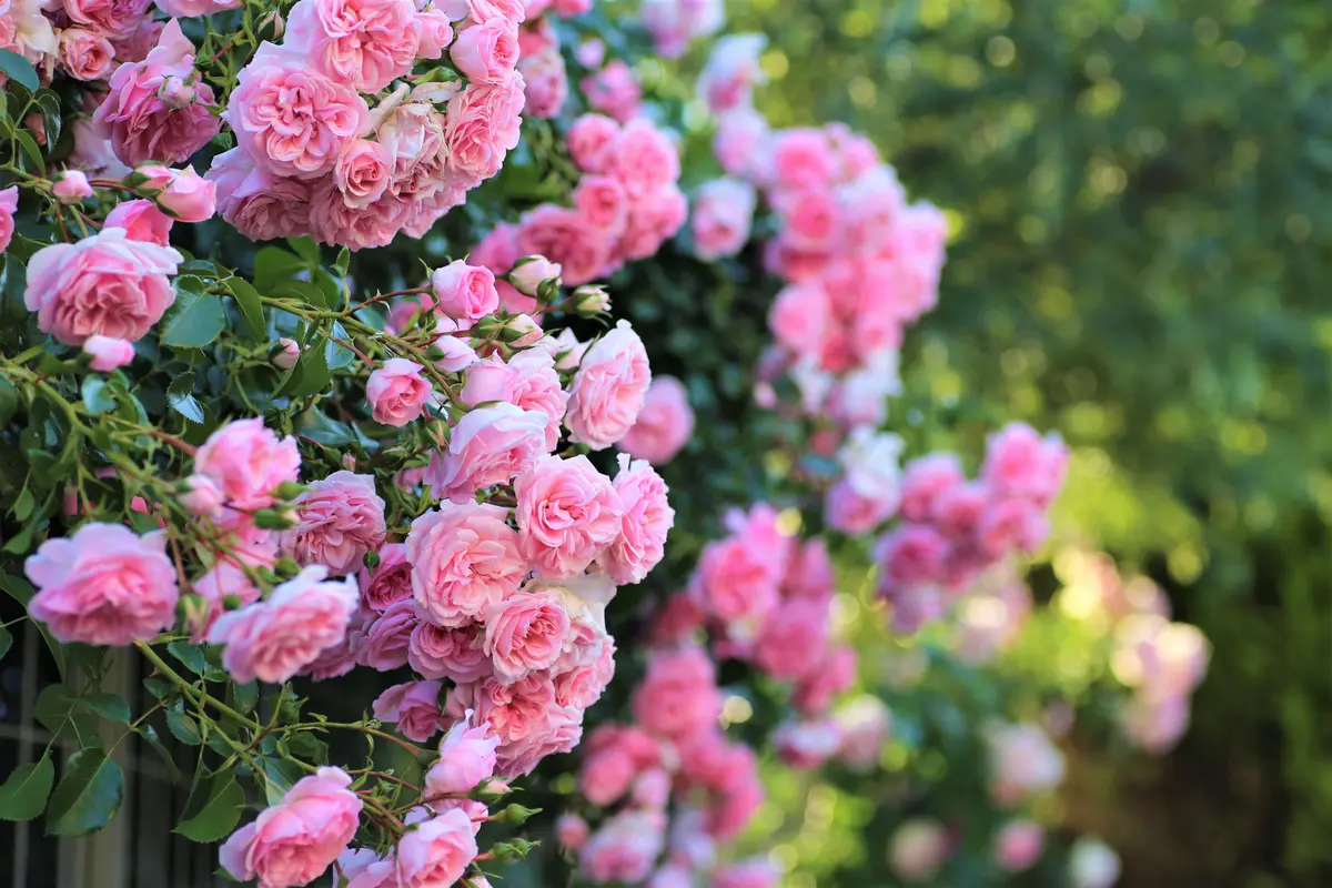 ホーム＆ガーデン：この薔薇の名前はホ「MyGarden2018：薔薇