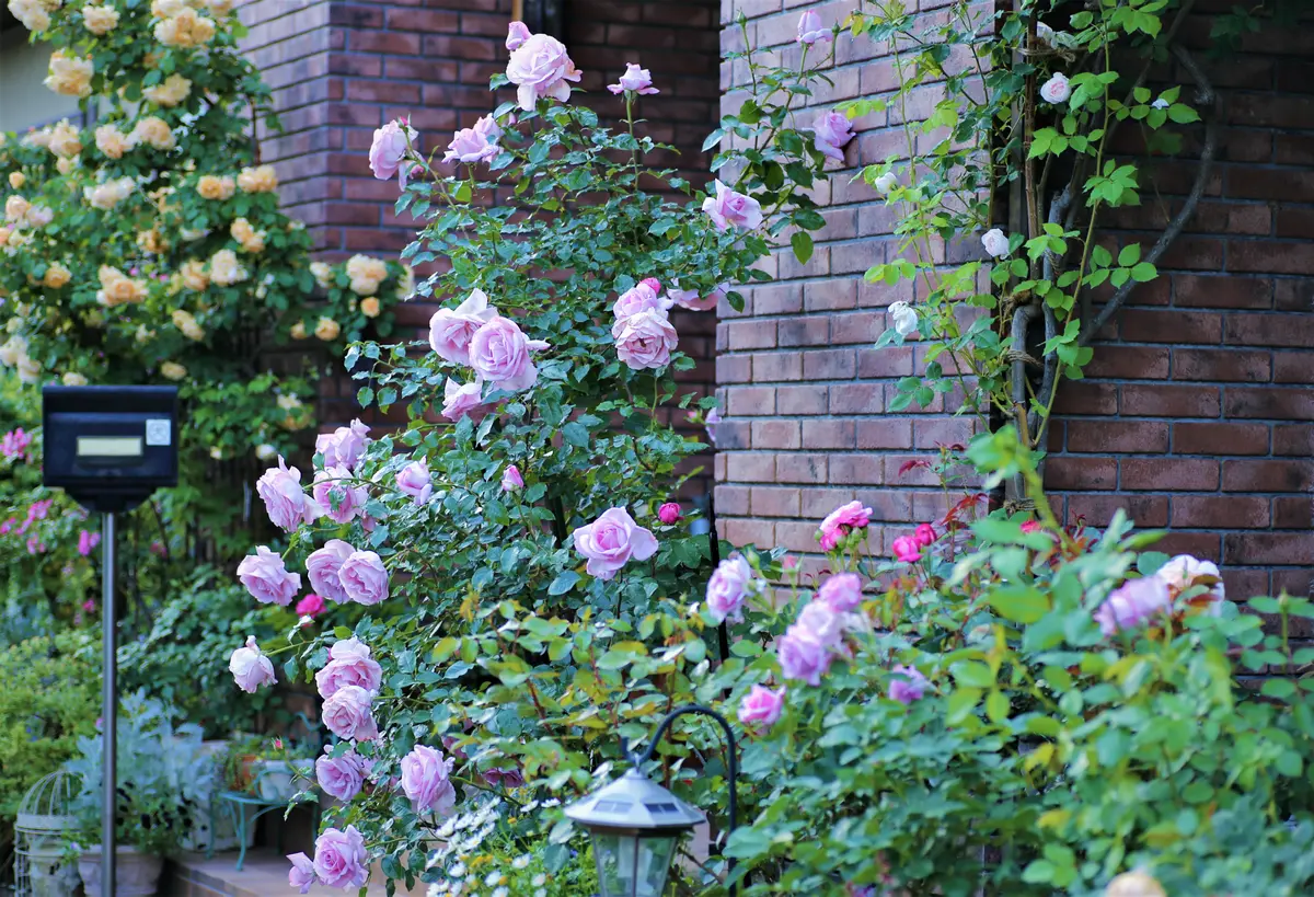 薔薇生花 サャンティ 薔薇生花 サャンティ 薔薇生花 サャンティ 楽天市場】【予約】 バラ苗