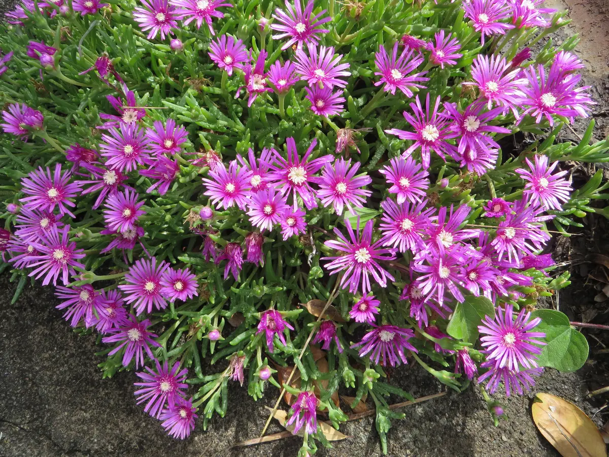 松葉菊いっぱい♪