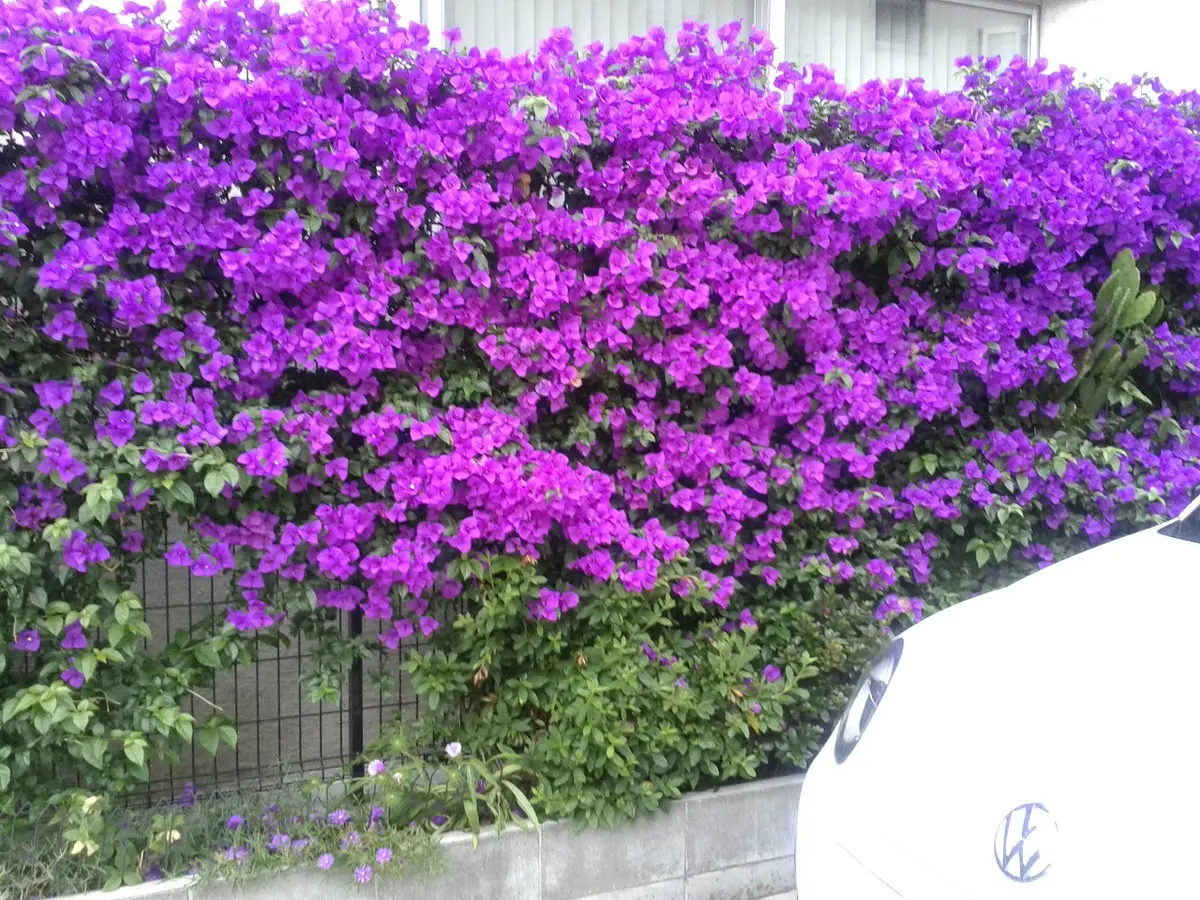 ブーゲンビリア 駐車場のフェンスにか「花と野菜」のアルバム
