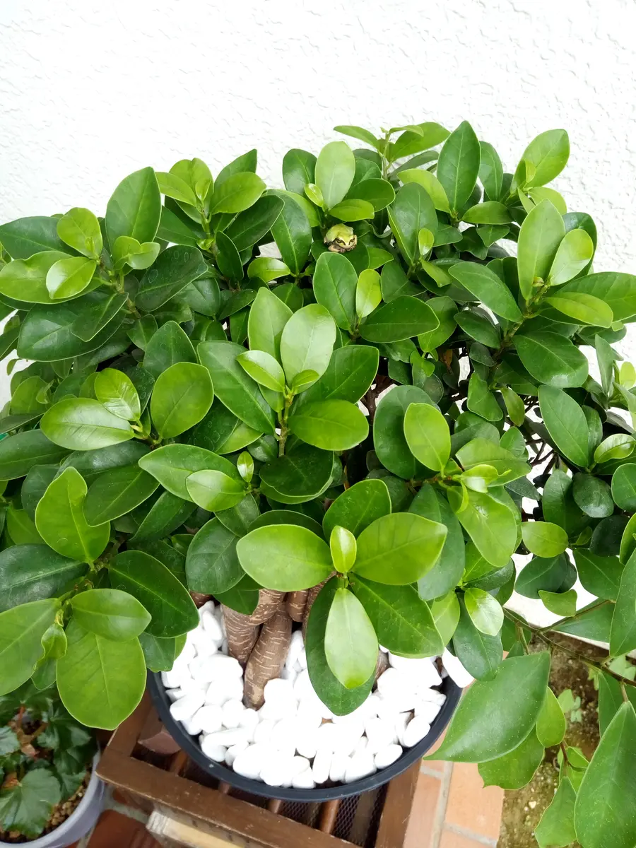 ガジュマル27 ガジュマル27 【公式通販】