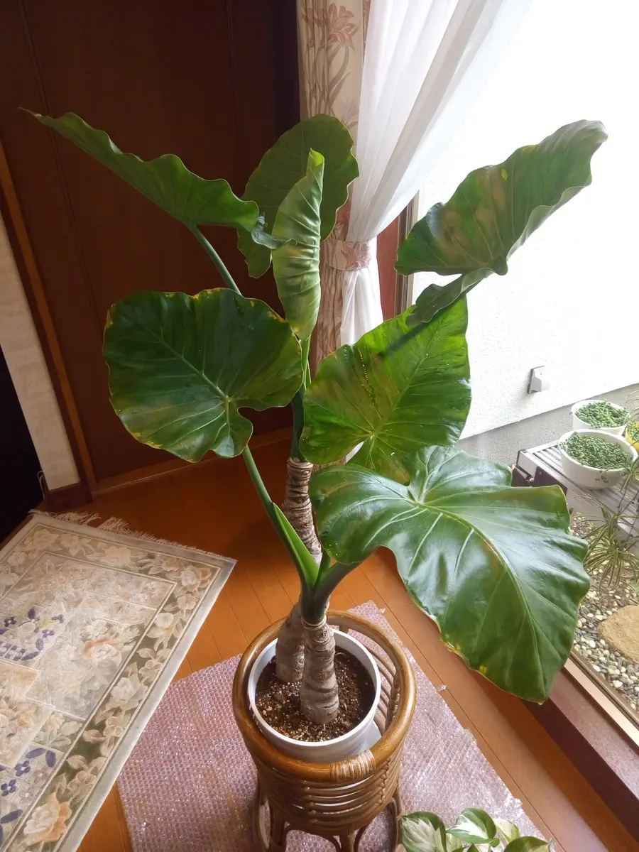 クワズイモ。今年の2月頃には葉っぱが1「観葉植物」のアルバム