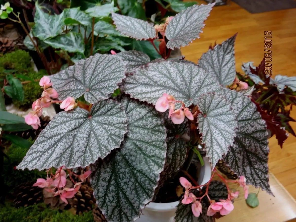 ベゴニア アキ アキ”【Aki】木立性ベゴニア、矢竹タ「木立性ベゴニア」の