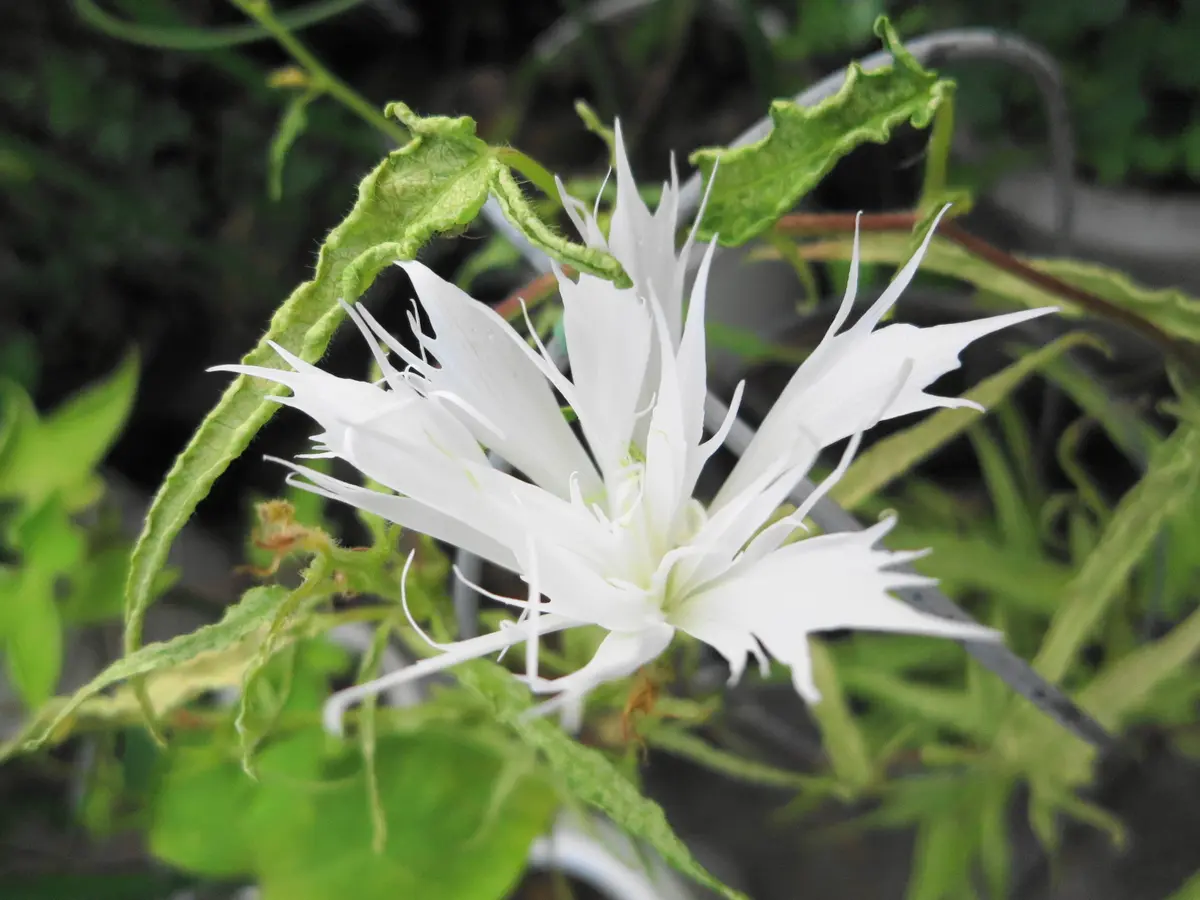 変化朝顔★白地紅雀斑咲分切髭咲き くらしの植物苑2023年「伝統の朝顔」展にて（3） 正木系統