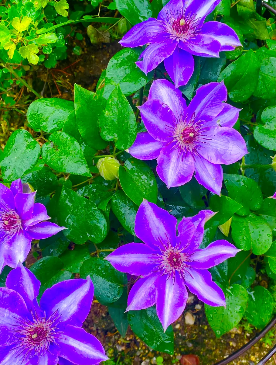 クレマチスとゴーヤ苗と花 クレマチスとゴーヤ苗と花