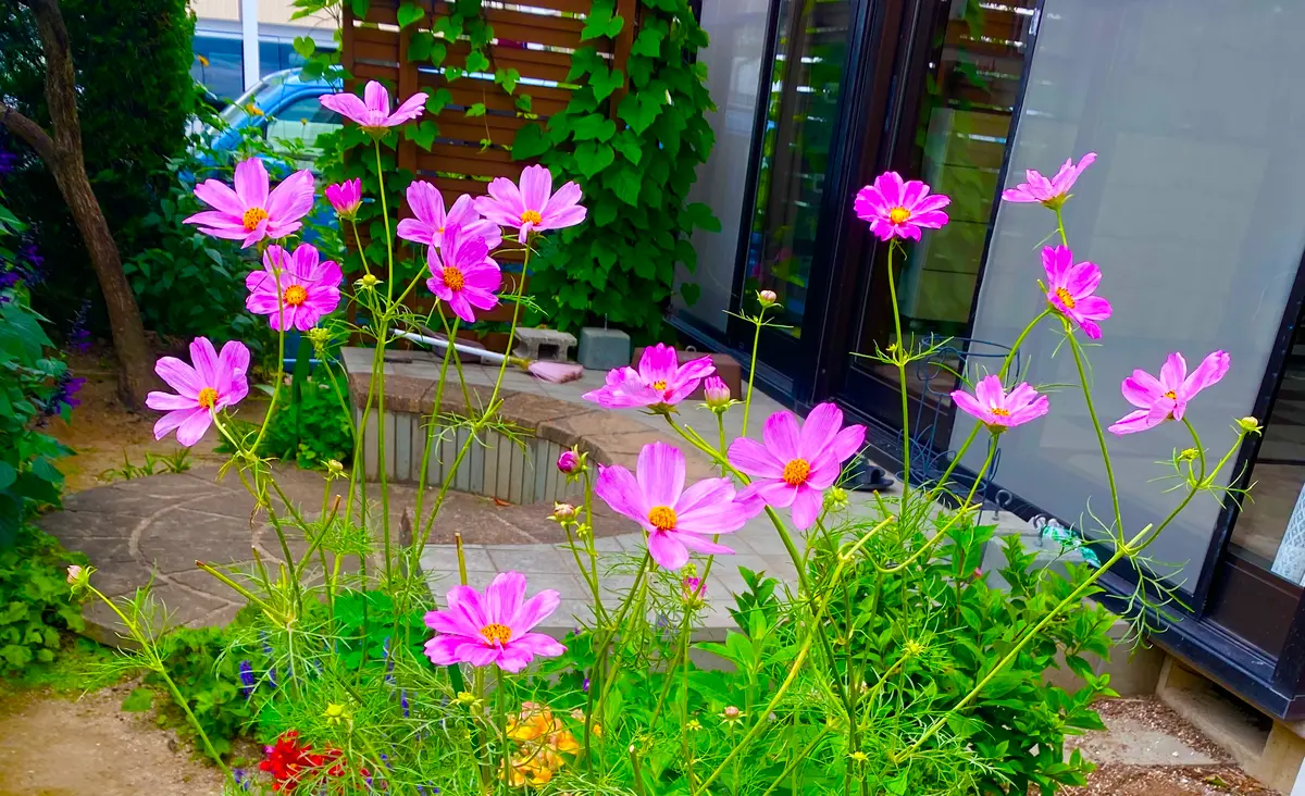 コスモスは、こぼれだねから😄「四季の庭♪」のアルバム