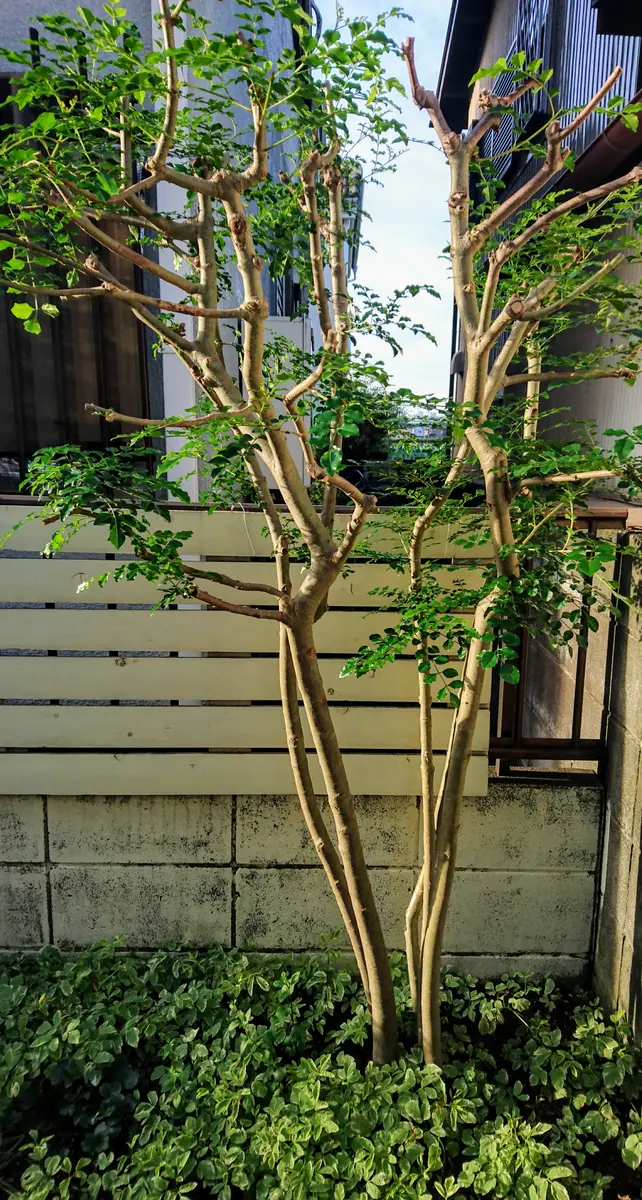 シマトネリコの写真-みんなの趣味の園芸685207