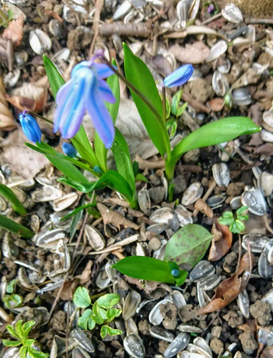 咲き始めのシラー・シビリカブルーはう「HalfShadeGarden☘️」の