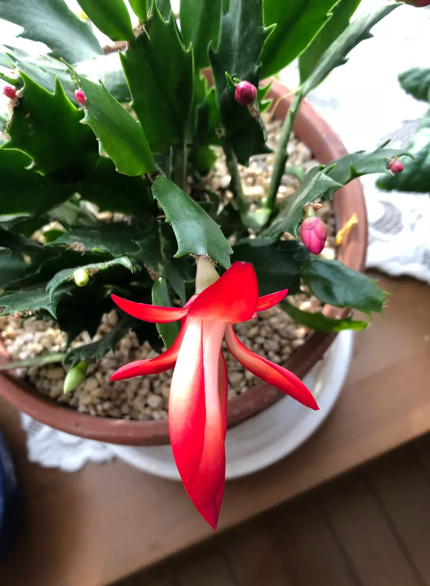 デンマークカクタスが咲き始めました。多肉植物•サボテン1｜アルバム
