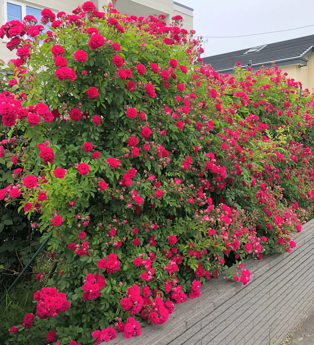 ⭐️専用⭐️薔薇　キングローズ  つるバラ   挿し木根付き苗 つる薔薇 キングローズ挿し木 【公式通販】