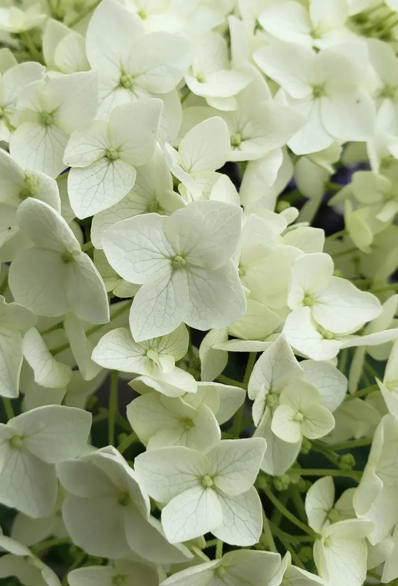 🔰アナベルよく見ると花びら4枚だっ「草花とほんわか