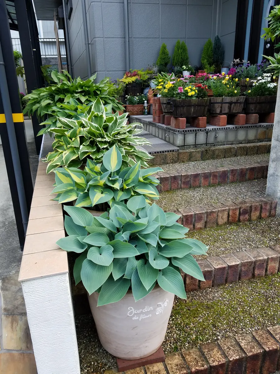 玄関のギボウシ小さな鉢から13号鉢まで「自宅の庭と室内」の