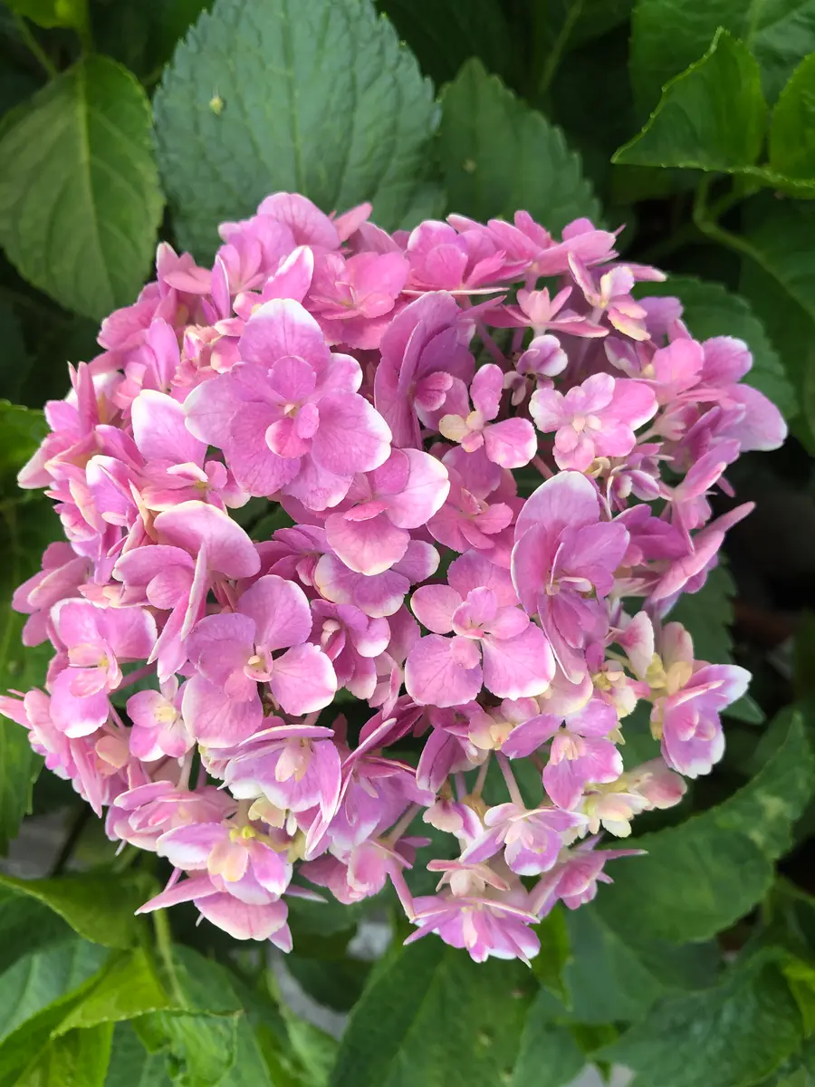 2020ピンク紫陽花 縁取りが白で少して「あじさい」のアルバム