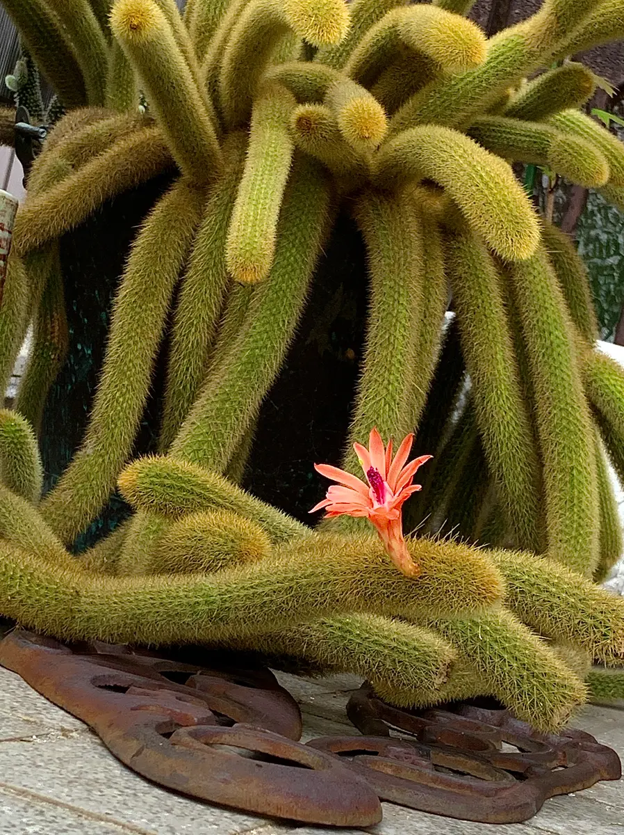 金ひもサボテンの花】「◇◇軒下のサボテン多肉植物◇◇」のアルバム