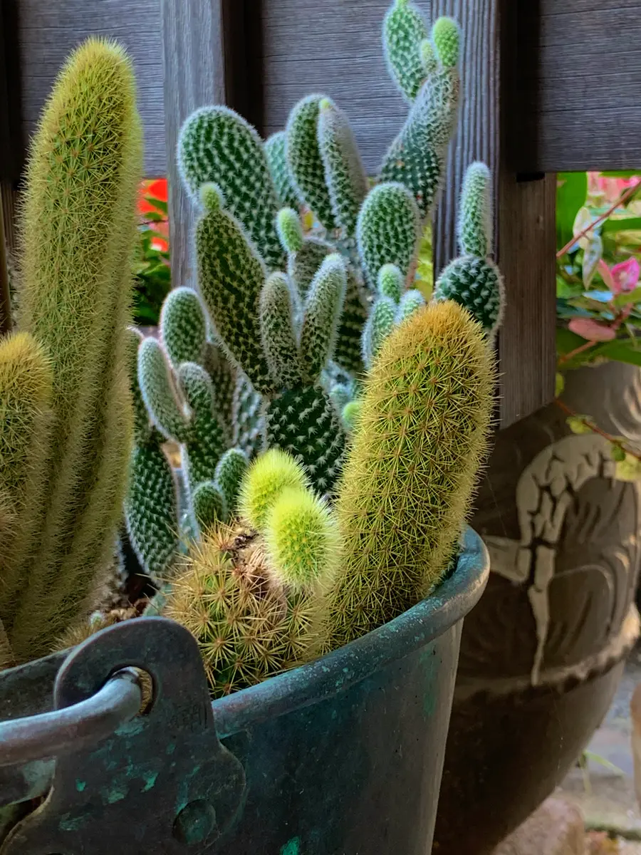 金ひもサボテンの赤ちゃん】筒切「◇◇軒下のサボテン多肉植物