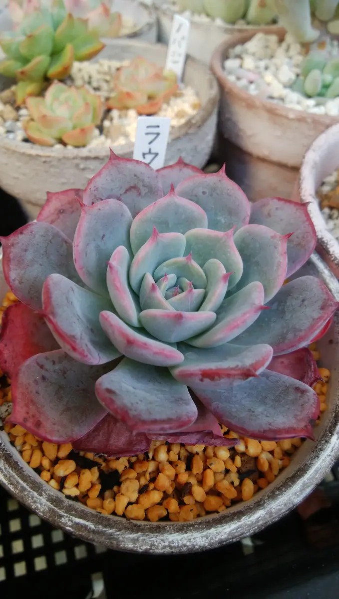 エケベリ屋 ❇️ラウレンシス×ラウリンゼ❇️多肉 つぶー エケベリア エケベリ屋 ❇️ラウレンシス×ラウリンゼ❇️多肉 つぶー エケベリア