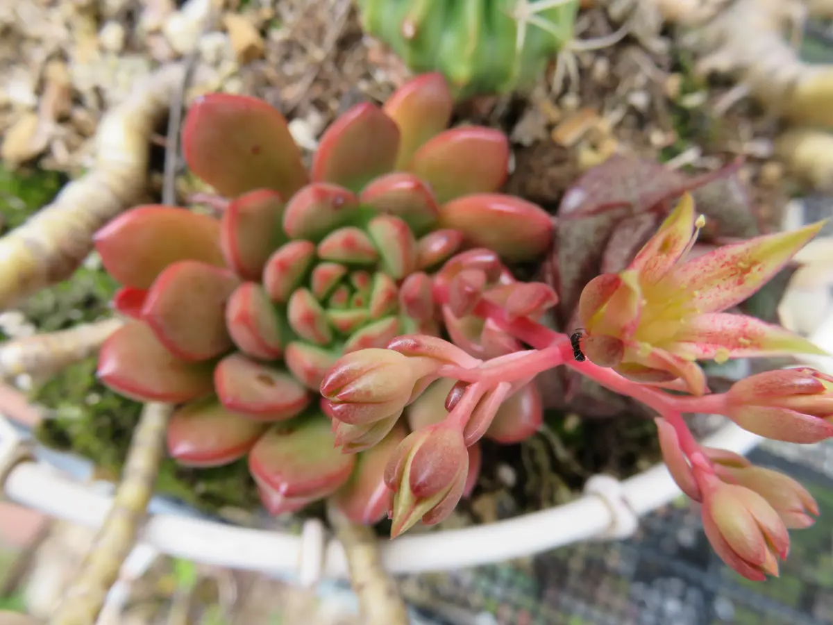 ピンクルビーに初めて花芽がつきました「多肉植物アルバム」のアルバム