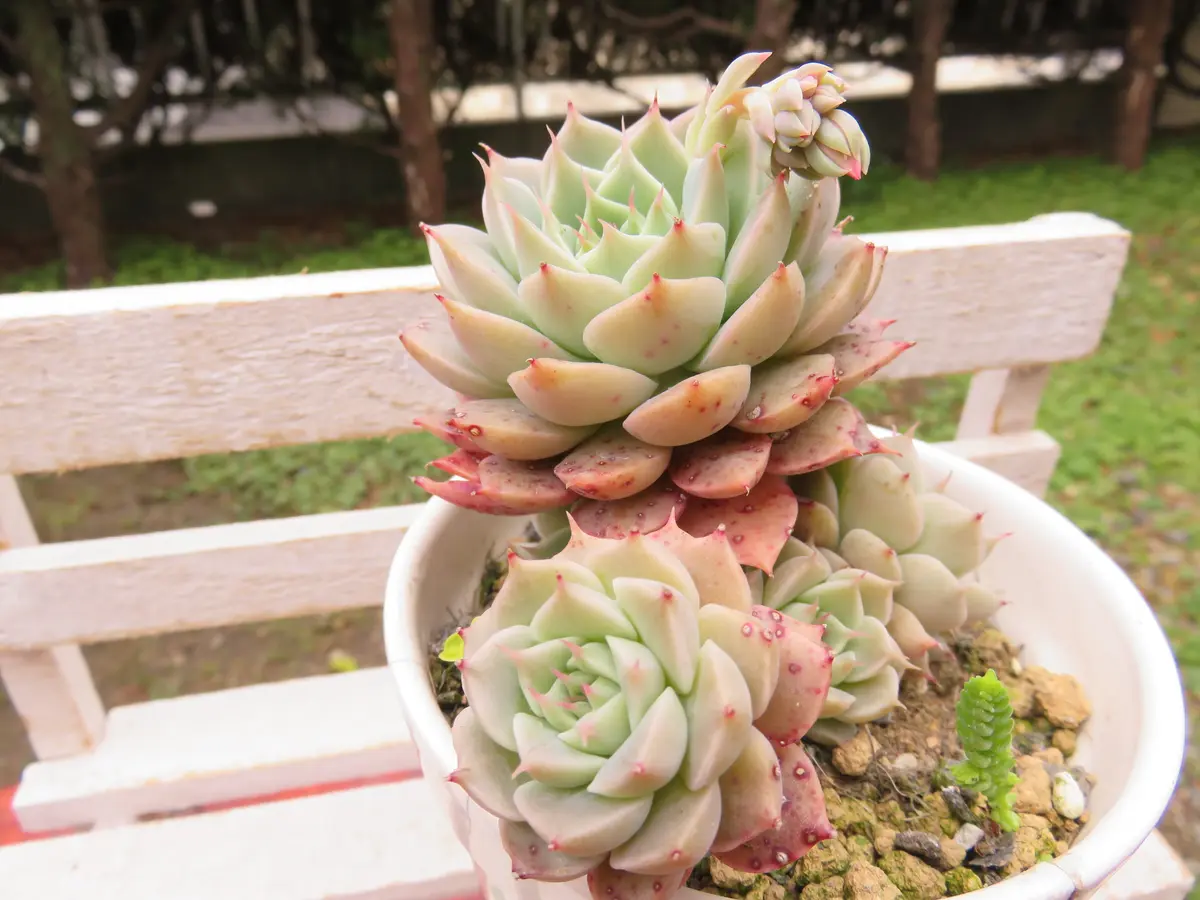 多肉植物 マーガレットレッピン 小苗セット 多肉植物抜き苗セット♡マーガレットレッピン メビナ 桃太郎