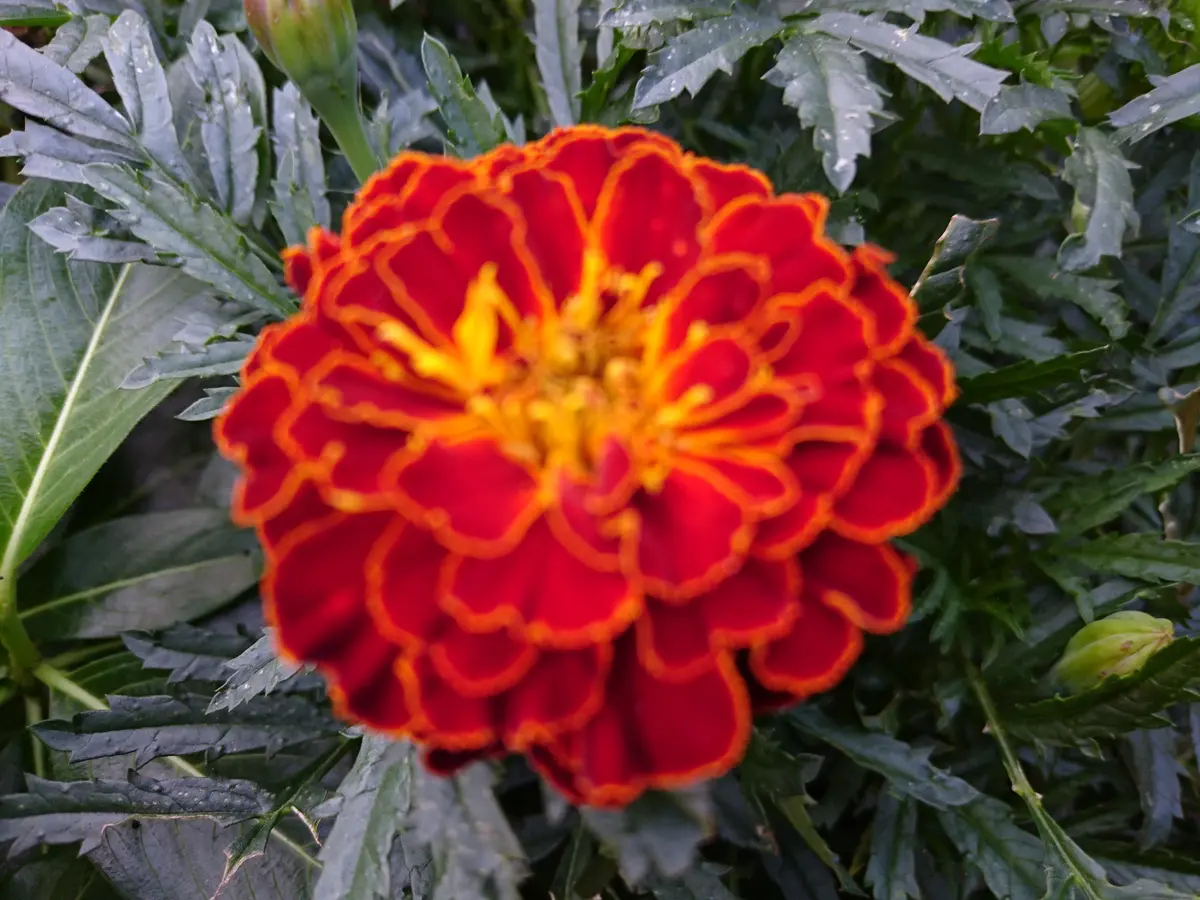 マリーゴールドこの深い赤茶色のマリー「2018年秋の庭」のアルバム