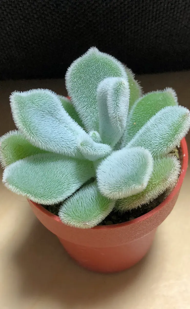 冬毛が綺麗です。フロスティ「多肉植物•サボテン1」のアルバム