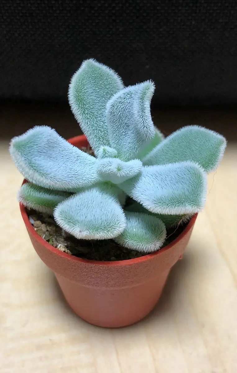 冬毛が綺麗です。フロスティ「多肉植物•サボテン1」のアルバム