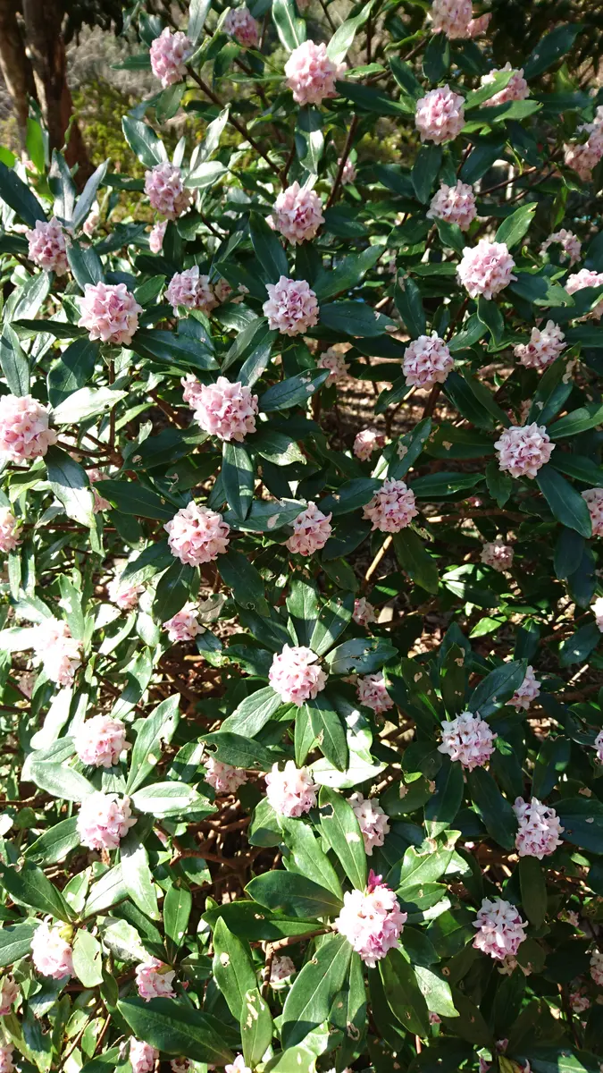沈丁花ページ③ 61flmM5VgYL._UF1000,1000_QL80_.jpg