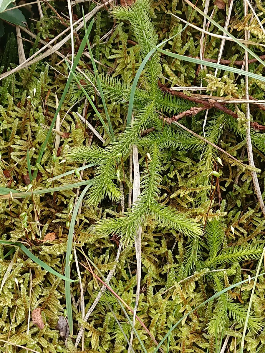 １２月　ヒカゲノカズラ　　　　 お問い合せページ ヒカゲノカズラ☆ご予約ご相談ページ 12月 ヒカゲノカズラ お