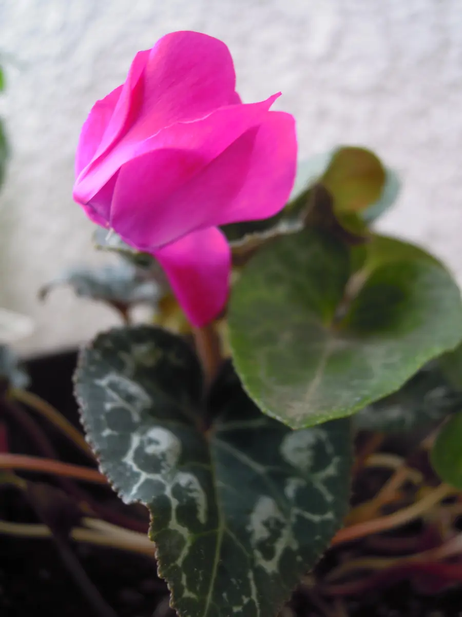 一輪だけのシクラメンガーデンシクラメ「シクラメン」のアルバム