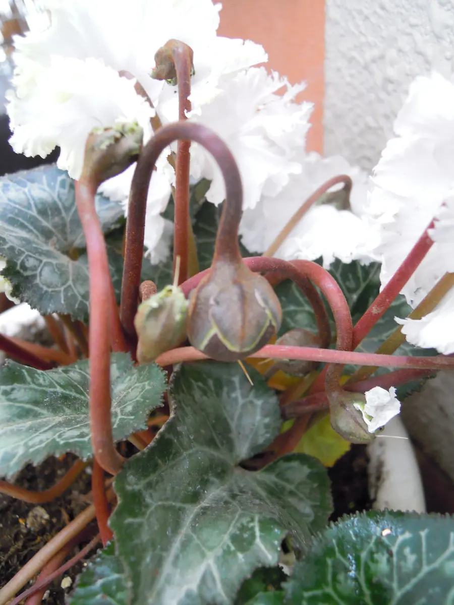 ガーデンシクラメン（軽井沢育ち）種が「シクラメン」のアルバム