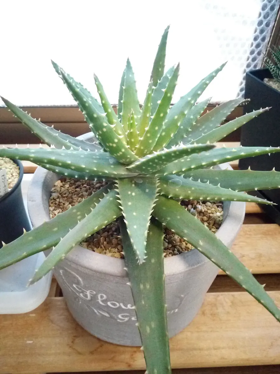 アロエ（クロスビー）不夜城の交配種。「アロエ」のアルバム