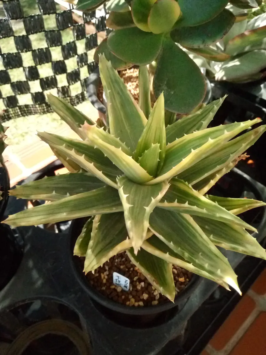 アロエ（不夜城の斑入り）。購入時はう「アロエ」のアルバム