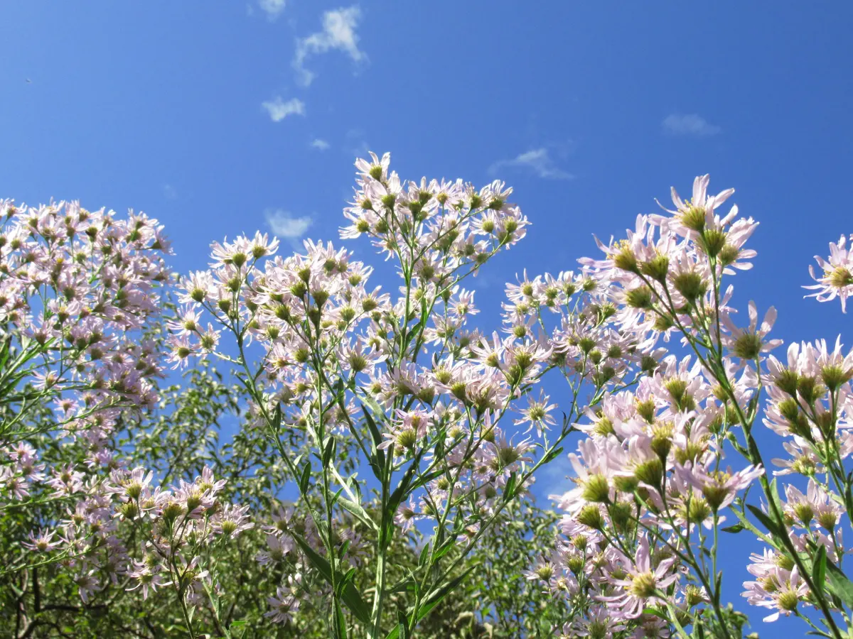 紫苑（しおん）別名に十五夜草というの「10月の百花園」のアルバム