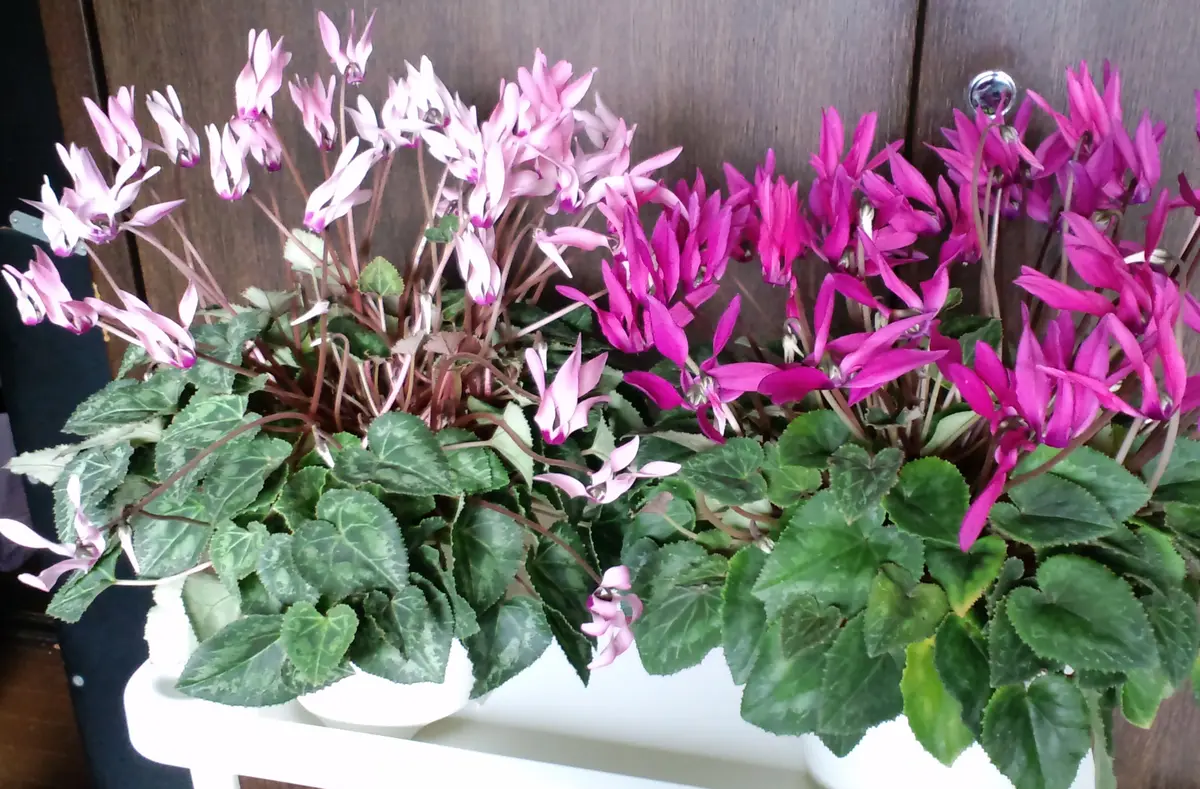 11/11、大阪総合園芸センターで、2つで1「2018-2019年購入