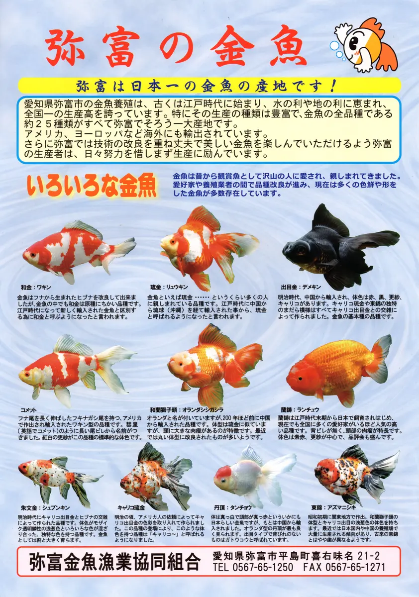 第25回金魚日本一大会弥富市」のアルバム-みんなの趣味の園芸727465