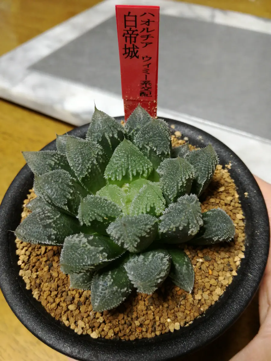 多肉植物 ハオルチア 白帝城錦糊斑 ハオルチア・アロエ