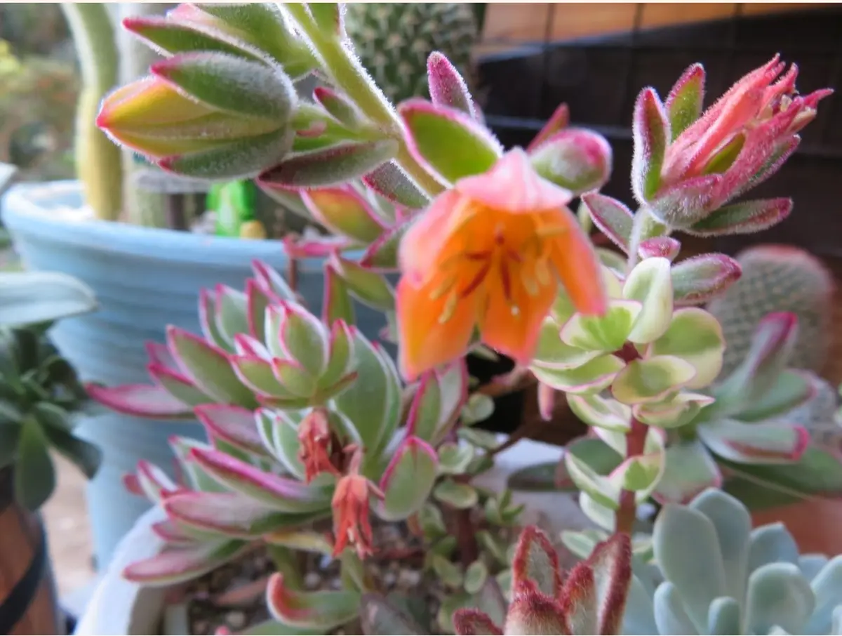 エケベリア属の錦晃星（きんこうせい）の花「?No.1我家の多肉植物たち 