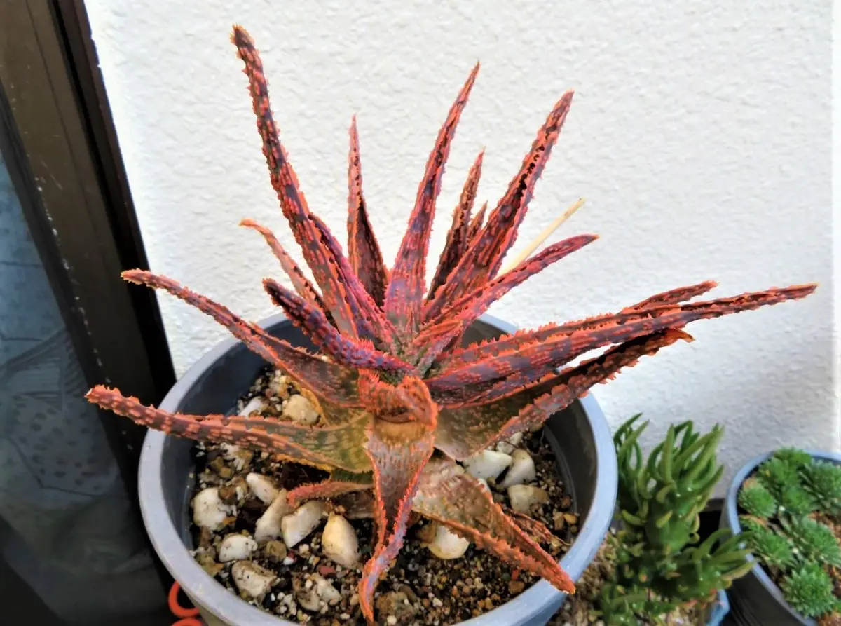 ?赤く紅葉したアロエフラミンゴ（Aloe...「?No.2我家の多肉植物たち 