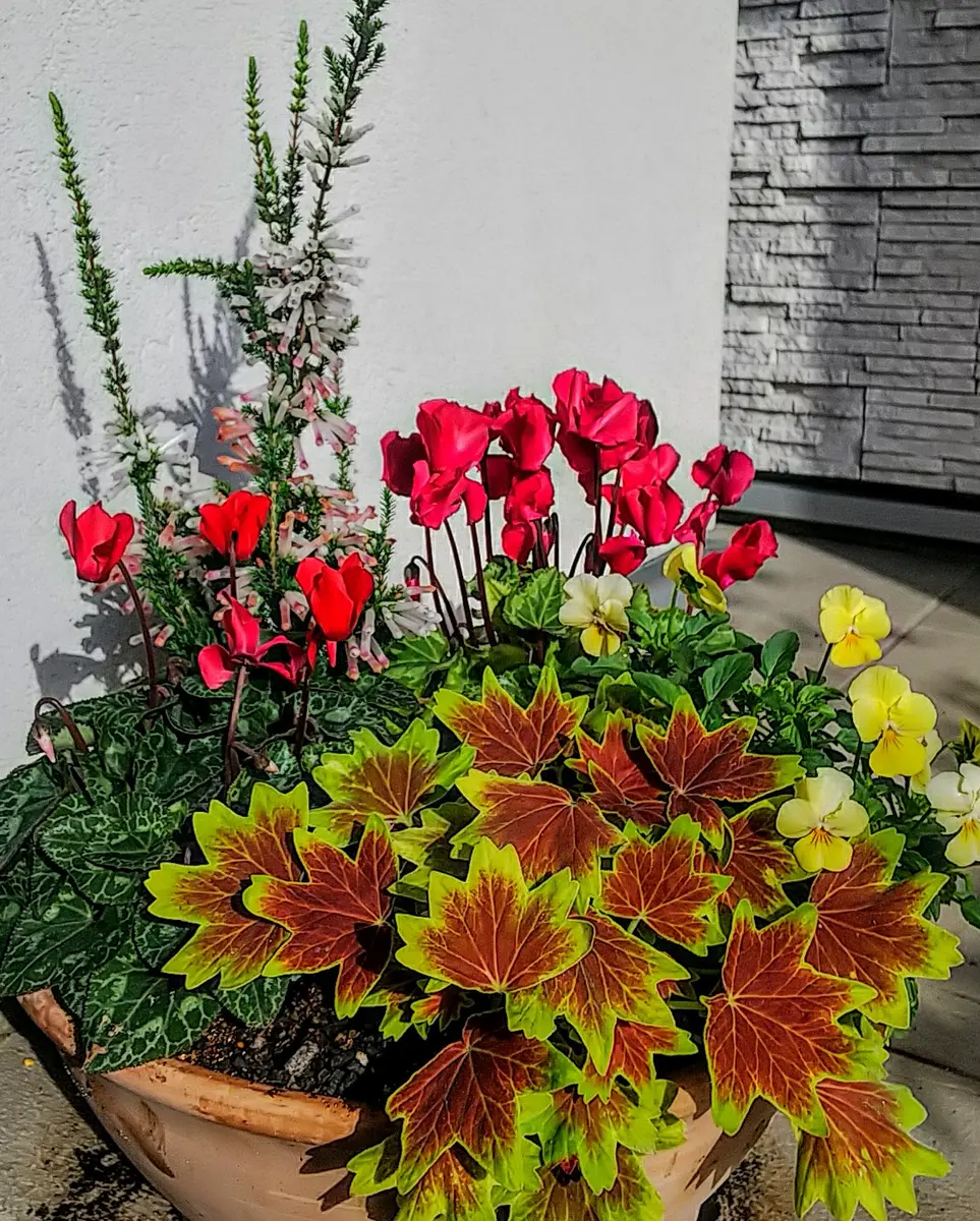 🍁もみじ葉ゼラニウムの美しい葉が引立「寄せ植えに挑戦」の