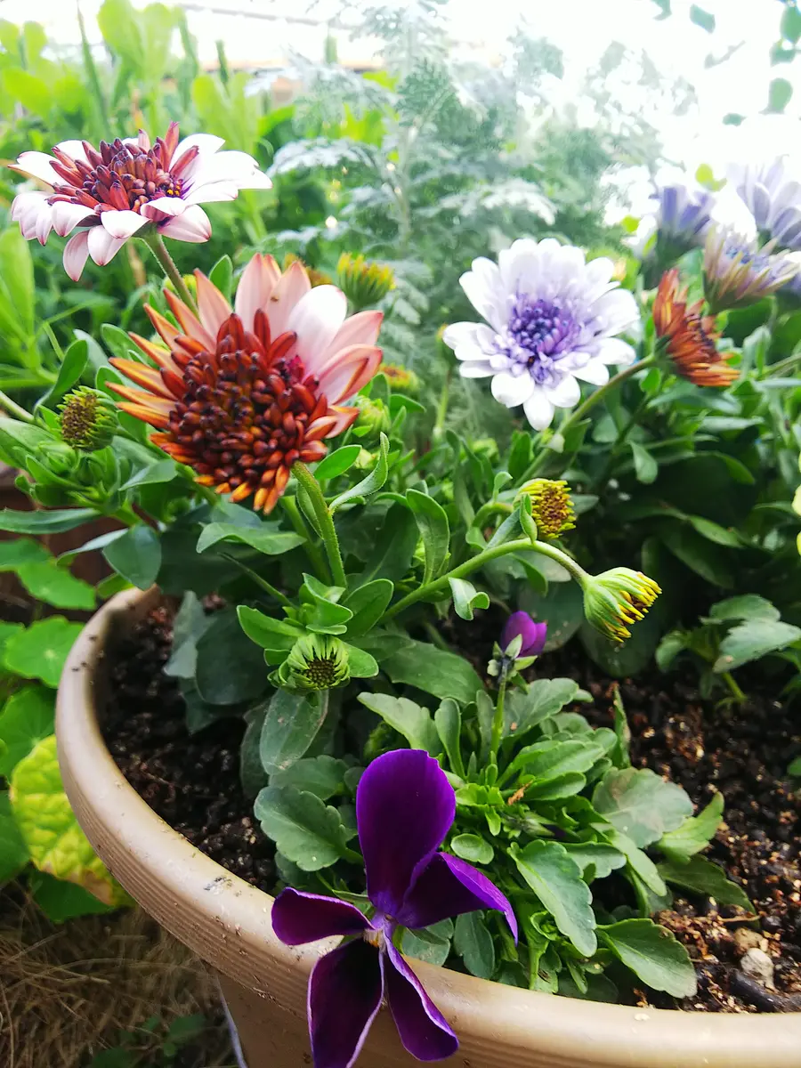 オステオスペルマムとビオラの花籠 ＊ 寄せ植え オステオスペルマムとビオラ💜「寄せ植えに挑戦」のアルバム-みんなの