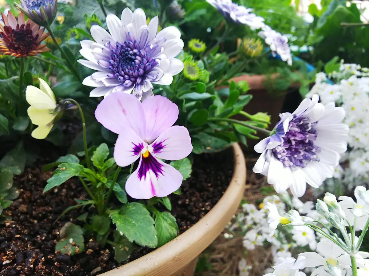 オステオスペルマムとビオラ💜「寄せ植えに挑戦」のアルバム-みんなの