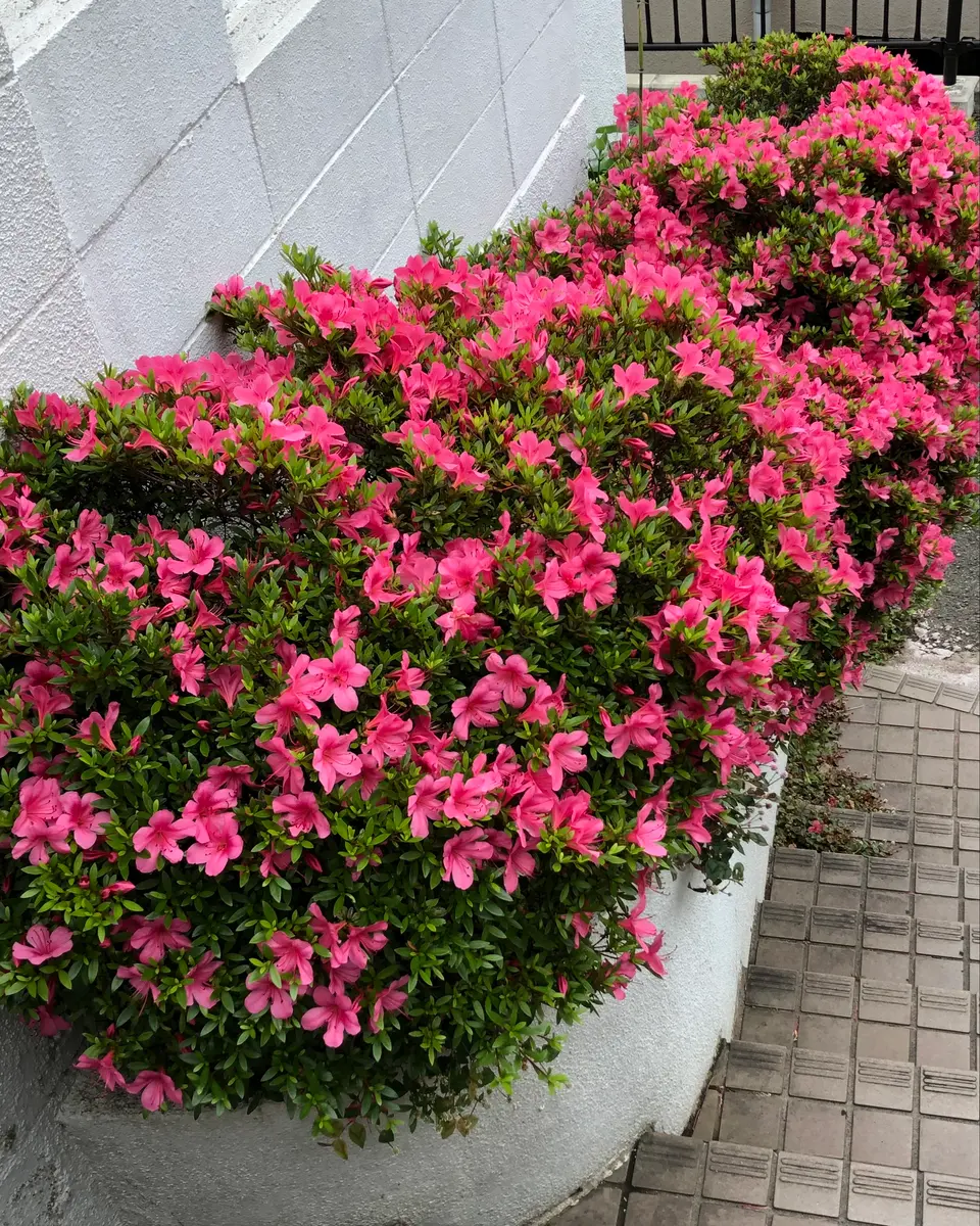 ピンクのツツジ鉢植え 鉢植えのツツジは何年育てられる？ベランダでツツジはお世話できる