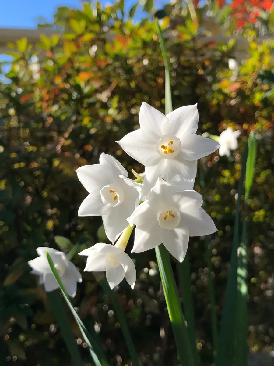水仙 ペーパーホワイト今年初の開花の「鉢植え」のアルバム