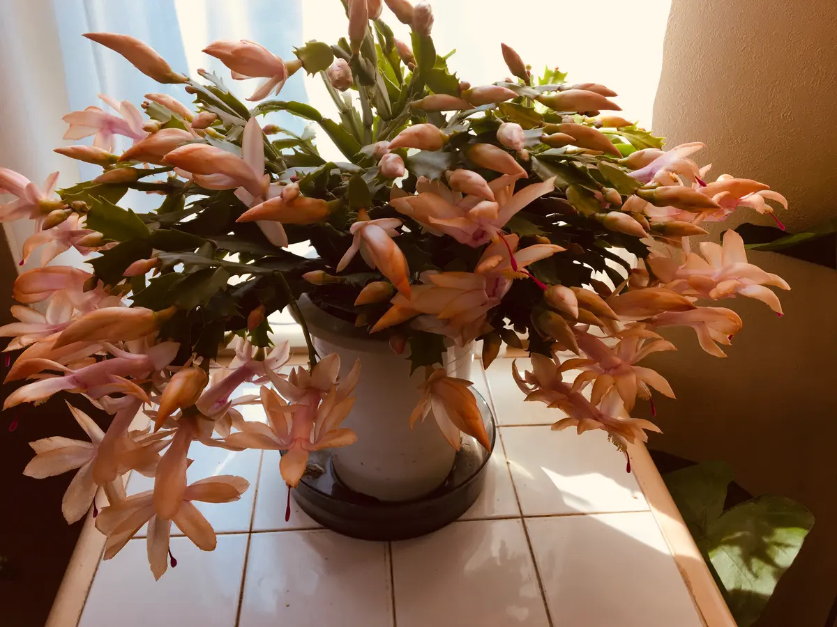 シャコバサボテンのムーンライトです。「シャコバサボテン」の